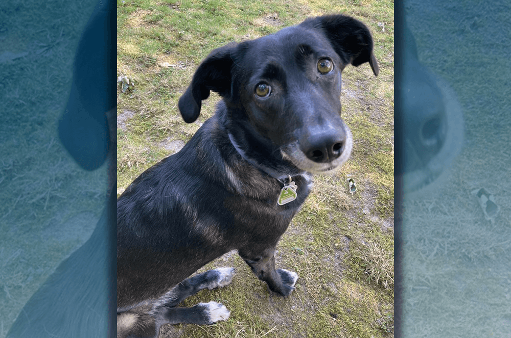 Black dog with white paws sitting on grass